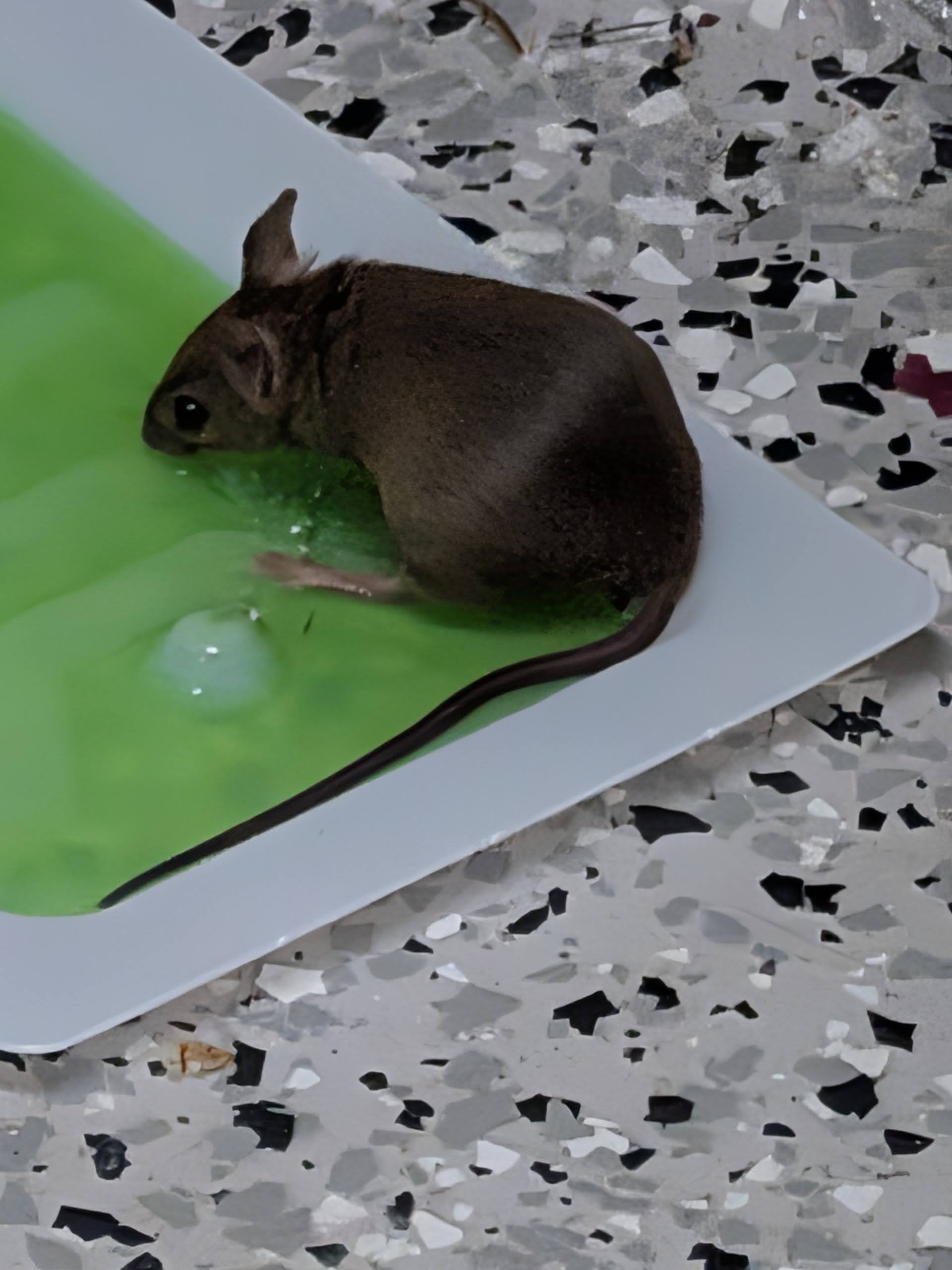 Success: rat caught on glue trap