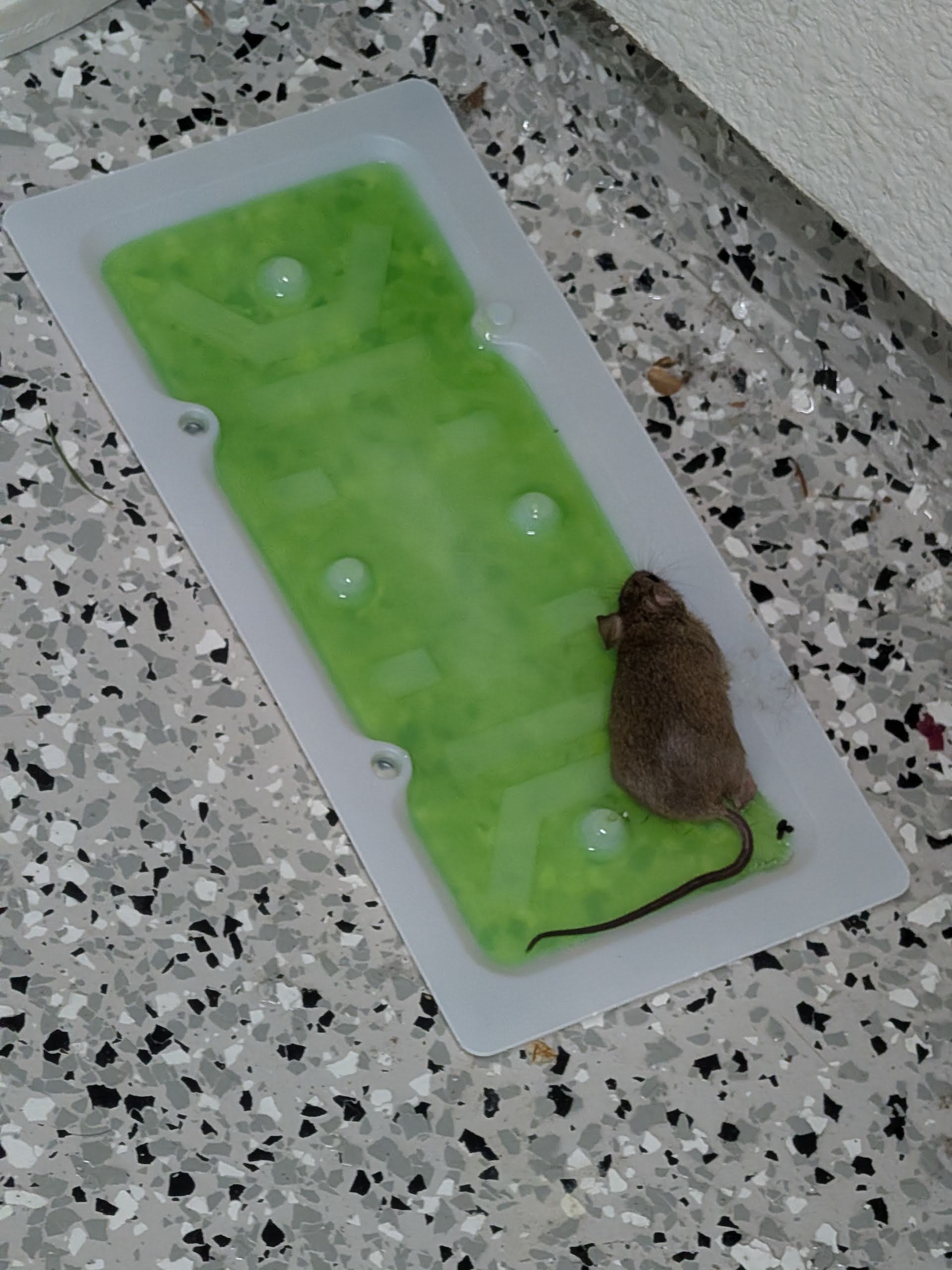 The culprit that had been living in my garage