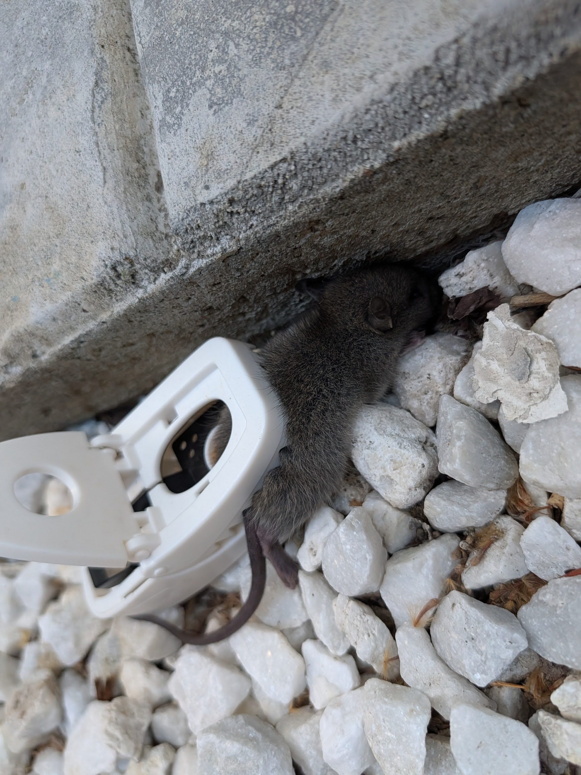 Outdoor perimeter trap caught this roof rat